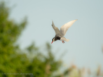Whiskered Tern