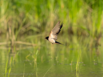 Red-rumped swallow
