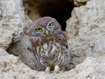 Little owl