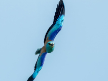 Roller