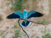 Roller