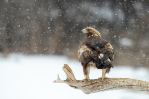 Bulgaria | Western Balkan mountains