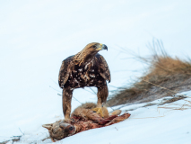 Golden eagle