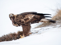 Golden eagle