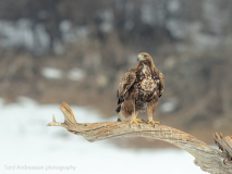 Golden eagle