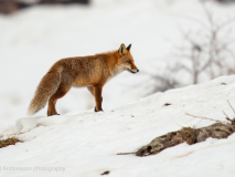 Red fox