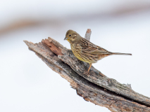Yellowhammer