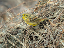 Yellowhammer