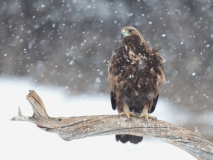 Golden eagle