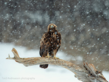Golden eagle