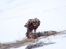 Golden eagle