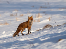 Red fox