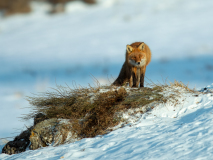 Red fox