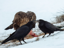 Ravens