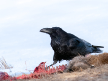 Raven