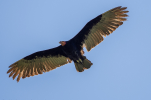 Costa Rica | Corcovado National Park