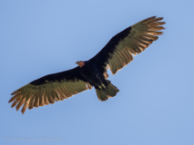 Lesser Yellow-headed Vulture
