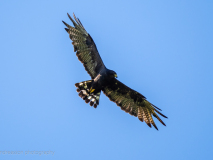 Zone-tailed Hawk