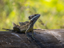 Common basilisk