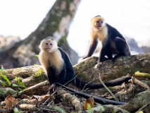White-faced capuchin