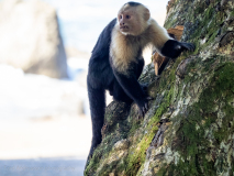White-faced capuchin