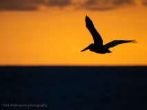Brown Pelican