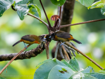 Cherrie\'s Tanager