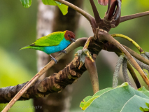 Bay-headed Tanager