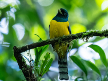 Gartered Trogon