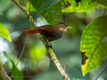 Buff-throated Foliage-gleaner,