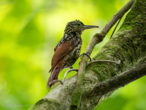 Black-striped Woodcreeper