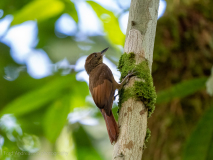 Tawny-winged Woodcreeper