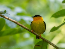 Orange-collared Manakin