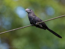 Smooth-billed Ani