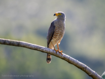 Roadside Hawk