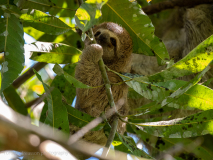 Three-toed sloth