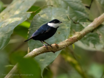 White-ruffed Manakin