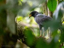 Common Black Hawk