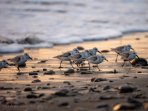 Sanderling
