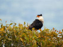 Crested caracara