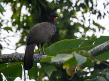Crested Guan