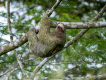 Three-toed sloth