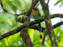 Rufous Motmot