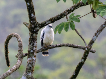 White Hawk