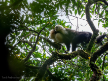 White-faced capuchin