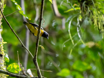 Blue-and-gold Tanager