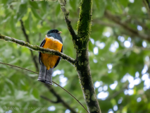 Orange-bellied trogon