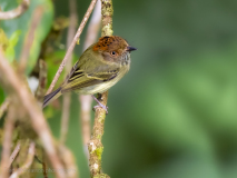 Scale-crested pygmy tyrant