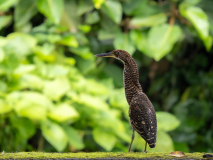 Fasciated Tiger Heron