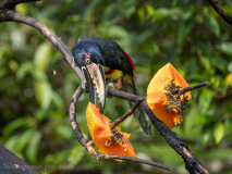 Collared Aracari